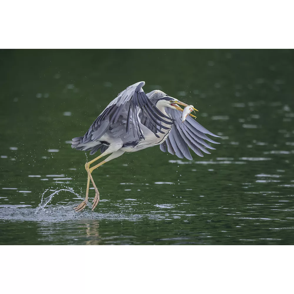 CANON EOS R5 Hybridkamera ohne Gehäuse – Bild 6